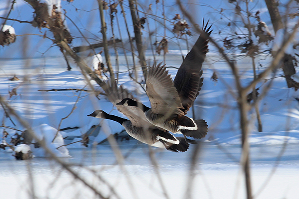 Canada Geese