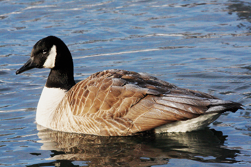 Canada Geese