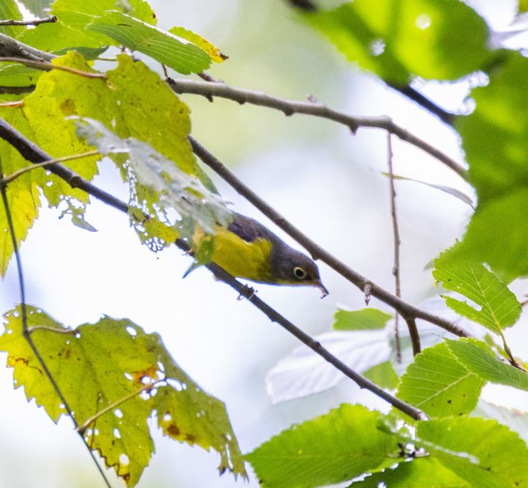 Canada Warbler image not found