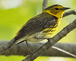 cape may warbler