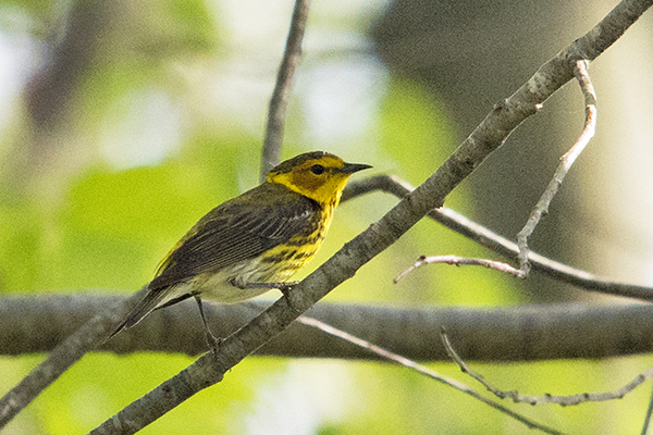 Cape May Warbler