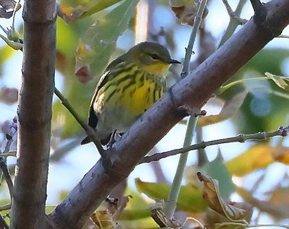 Cape May Warbler 5 not found