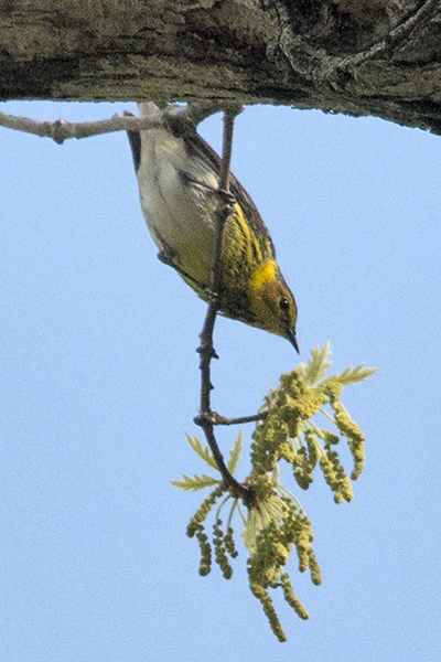 Cape May Warbler