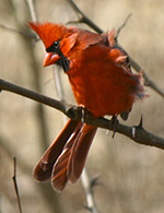 northern cardinal