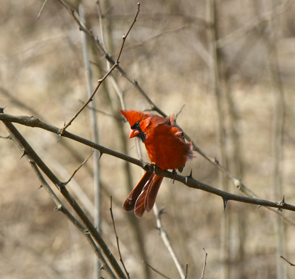 Northern Cardinal (male)