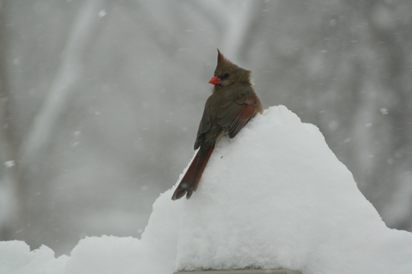 Northern Cardinal (female)