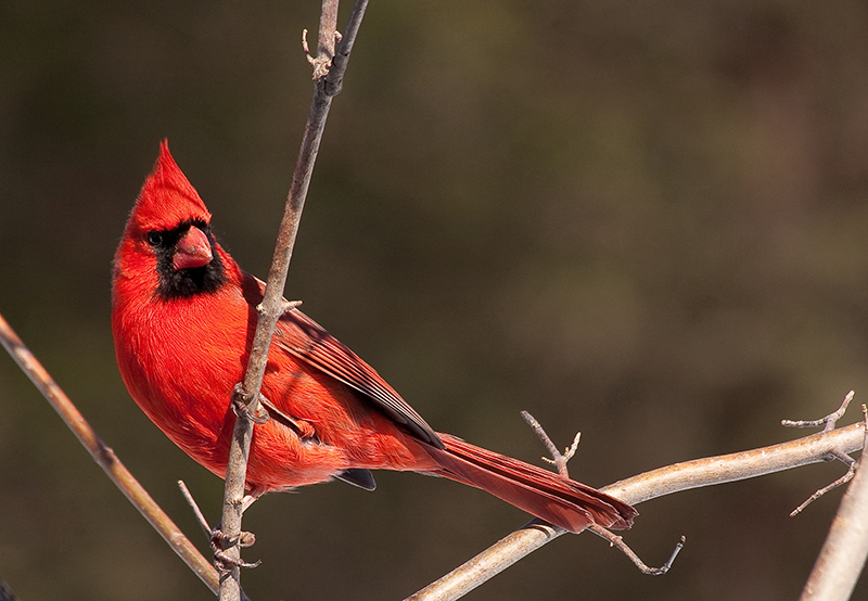 Northern Cardinal (male)