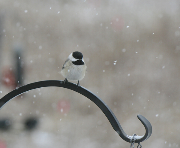 Carolina Chickadee