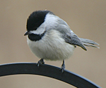 carolina chickadee