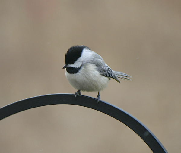 Carolina Chickadee