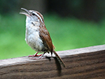 carolina wren