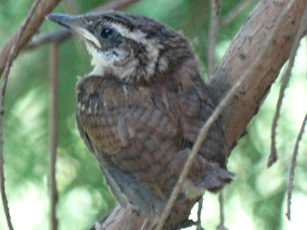 CarolinaWrenJuvenile