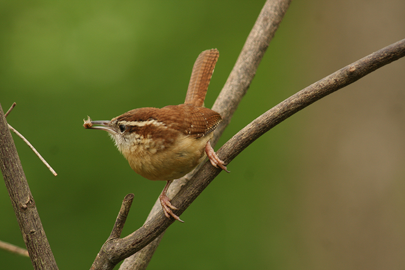 CarolinaWrenAdult