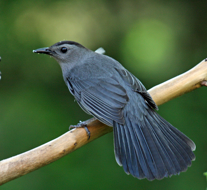 Gray Catbird