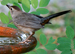 gray catbird