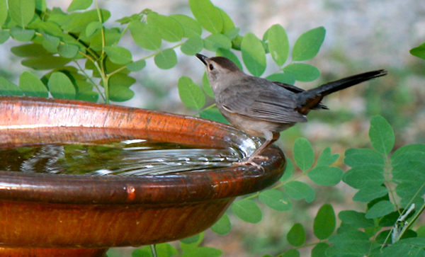 Gray Catbird