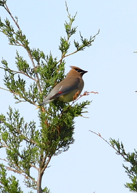 Waxwing