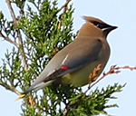 Cedar Waxwing