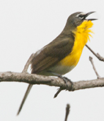 Yellow-breasted Chat