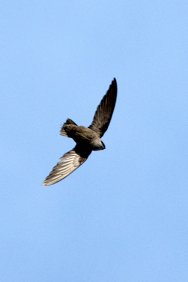 Chimney Swift
