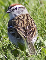 chipping sparrow