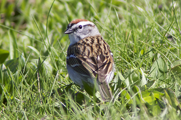 Chipping Sparrow