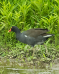 Common Gallinule