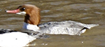 common merganser