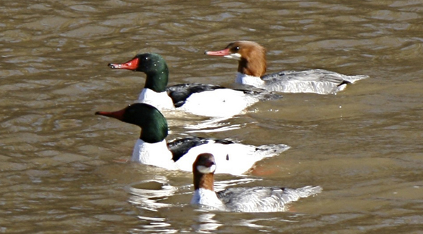 Common Merganser