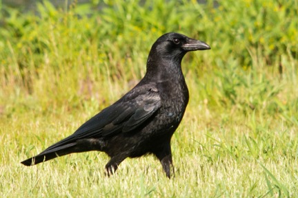 Common Raven