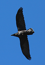 common raven