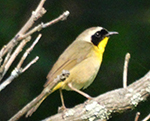 common yellowthroat