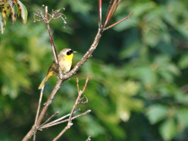 Common Yellowthroat