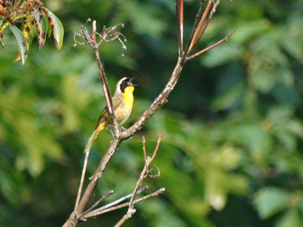 Common Yellowthroat