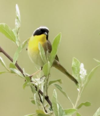 Common Yellowthroat 5 not found