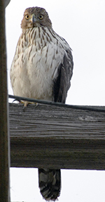 coopers hawk