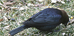 brown-headed cowbird