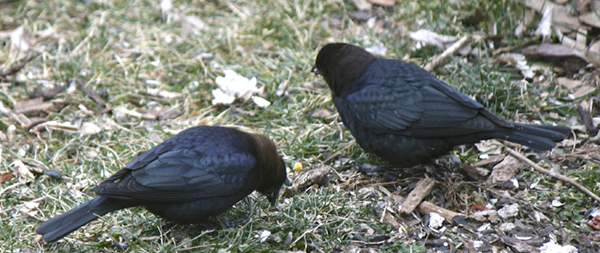 Brown-headed Cowbird