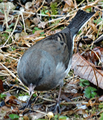 dark-eyed junco