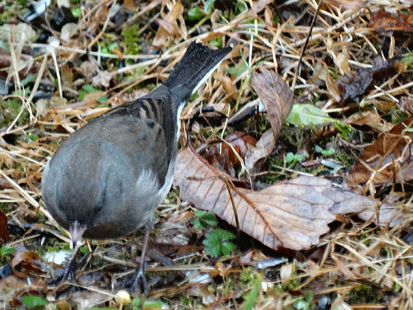 Dark-eyed Junco