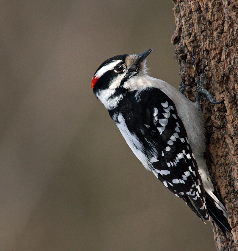 Downy Woodpecker