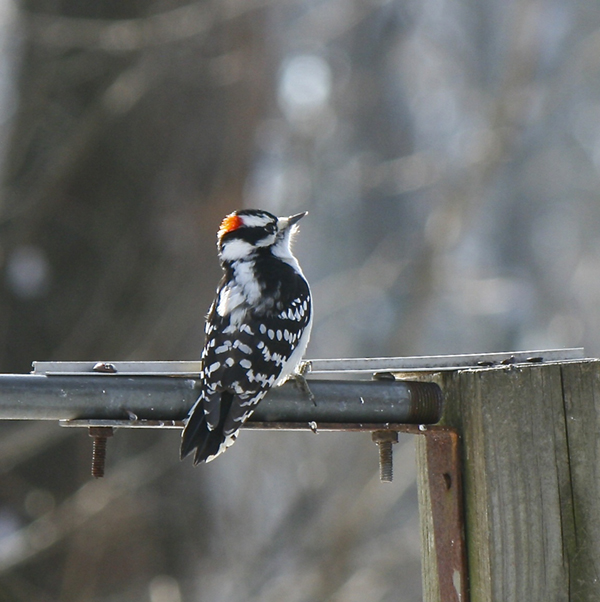 Downy Woodpecker