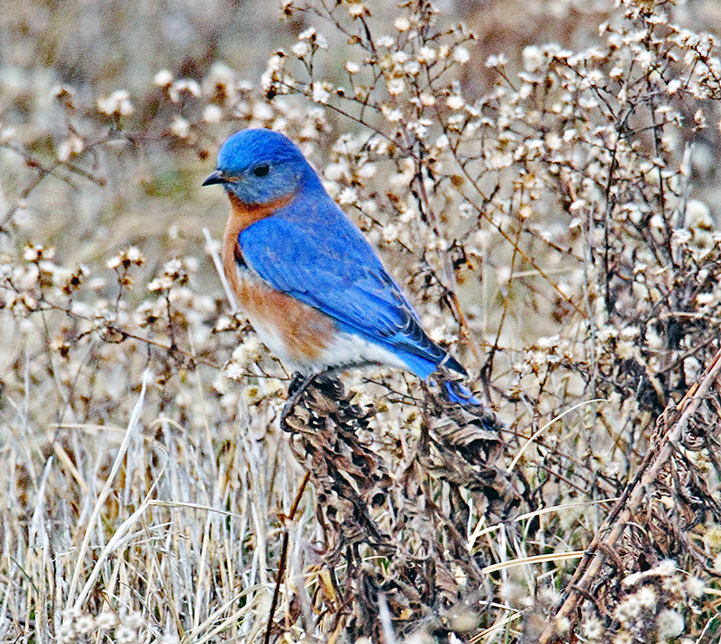 Eastern Bluebird