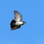 eastern kingbird