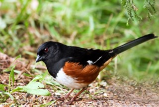 Eastern Towhee