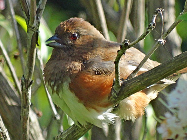 Eastern Towhee