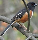 eastern towhee