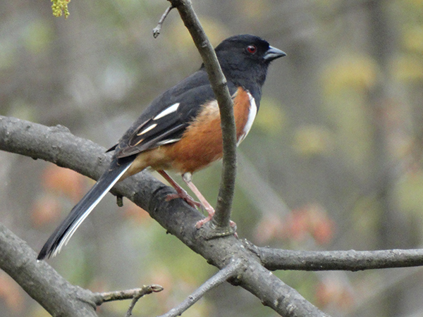 Eastern Towhee