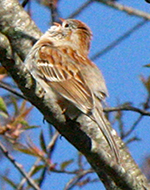 field sparrow