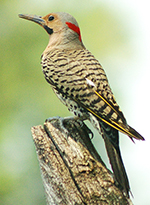 northern flicker